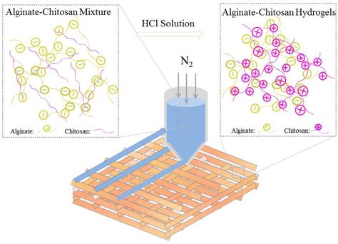  Alginate Voor Biocompatibele 3D-Geënte Structuren