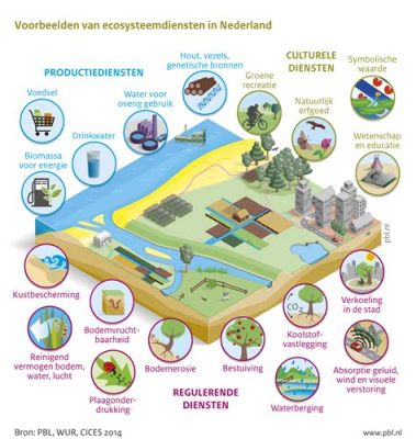 Biochar: Duurzame Koolstofvastlegging en Bodemvruchtbaarheid Verbetering!