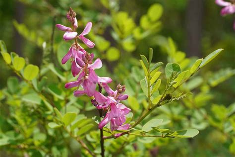 Indigofera Tinctoria: Een Wondermiddeltje voor Kleuren en Kunststoffen!