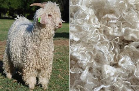  Mohair: Een Luxueuze Vezel voor Moderne Toepassingen!